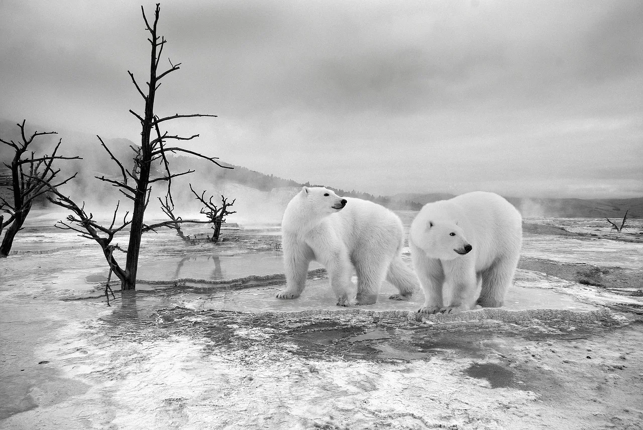 Antarctic polar is the largest desert in the world