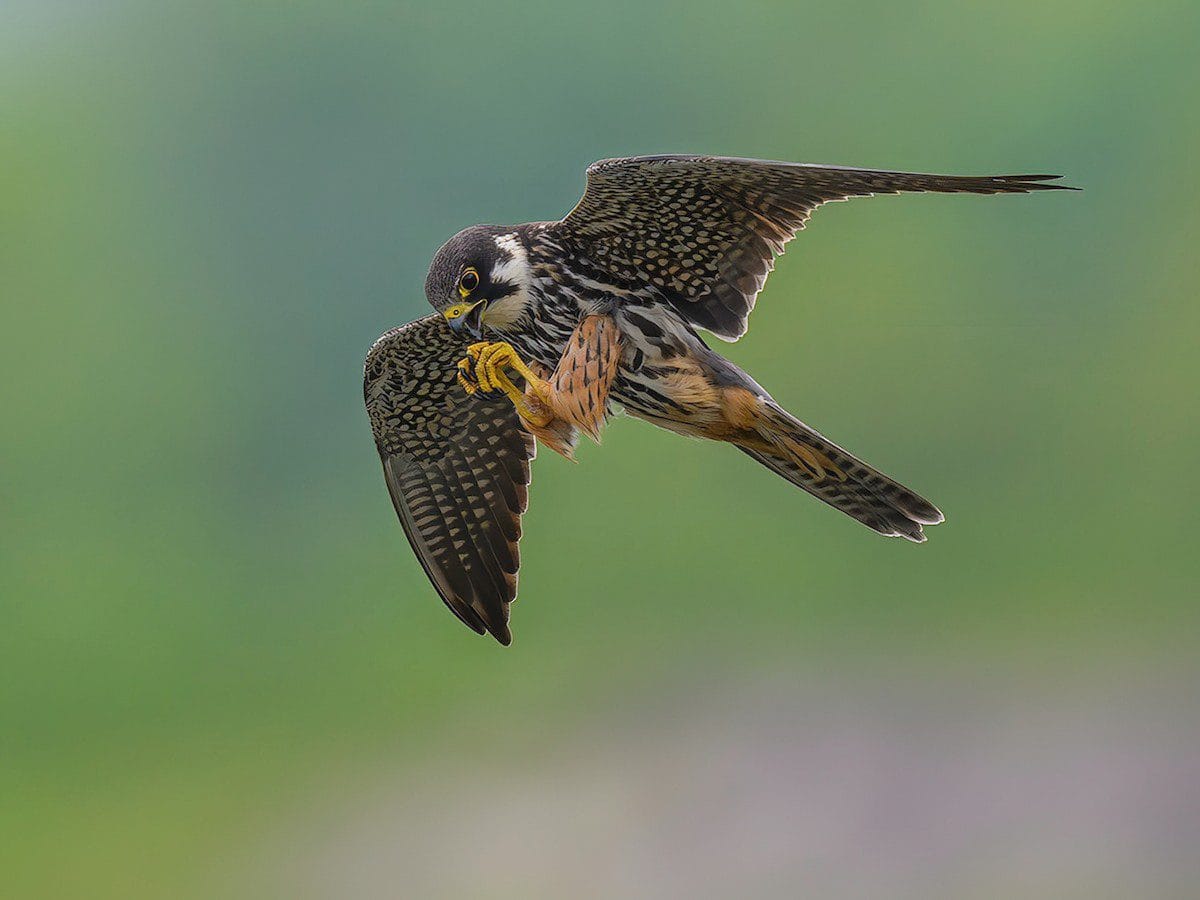 Top 10 Fastest Flying Birds in the World 7 top 10 fastest flying bird in the world