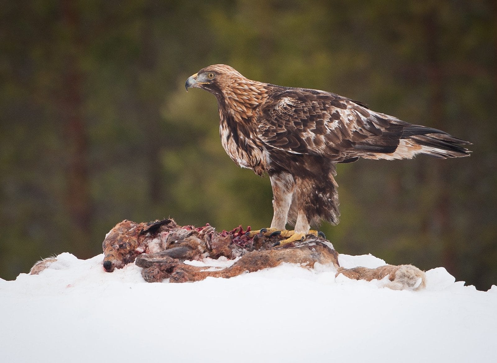 golden eagle maximum flying speed