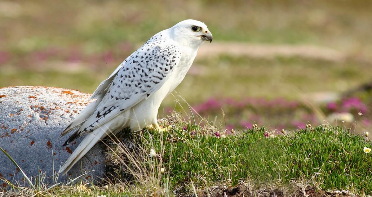 Top 10 Fastest Flying Birds in the World 9 top 10 fastest flying bird in the world