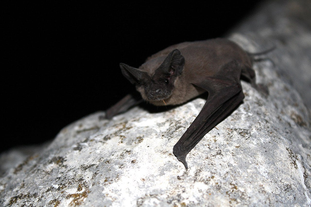 mexican free tailed bat maximum flying speed