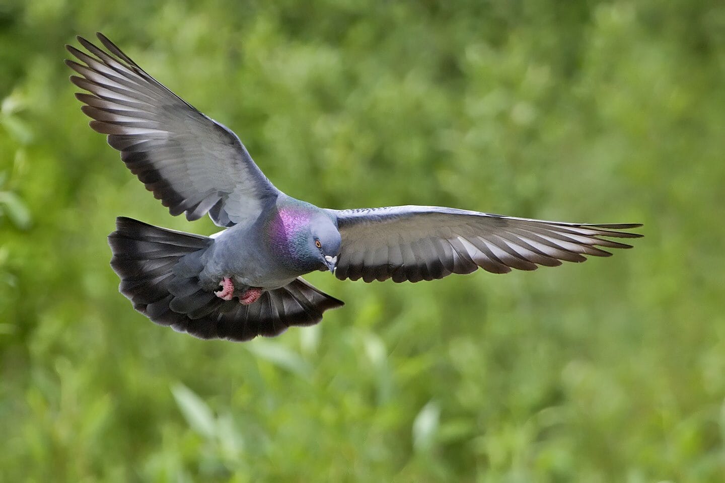 Top 10 Fastest Flying Birds in the World 4 Rock dove (pigeon)