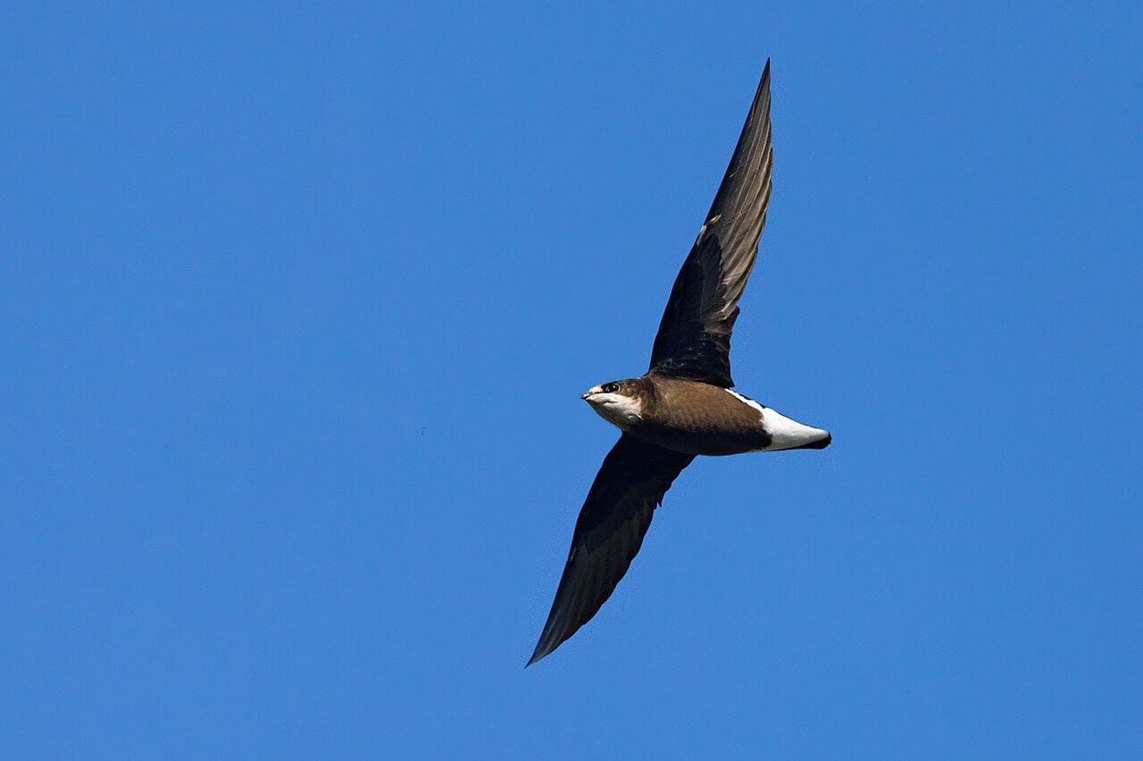 Top 10 Fastest Flying Birds in the World 8 top 10 fastest flying bird in the world