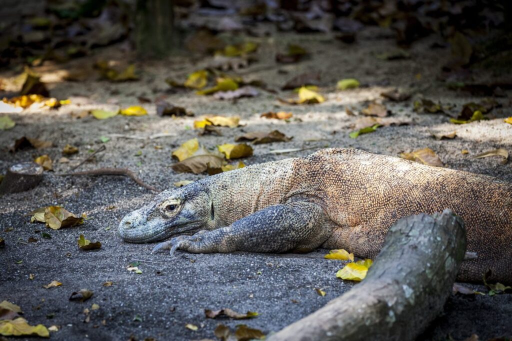 Komodo Island, Indonesia – Home of the Dragons