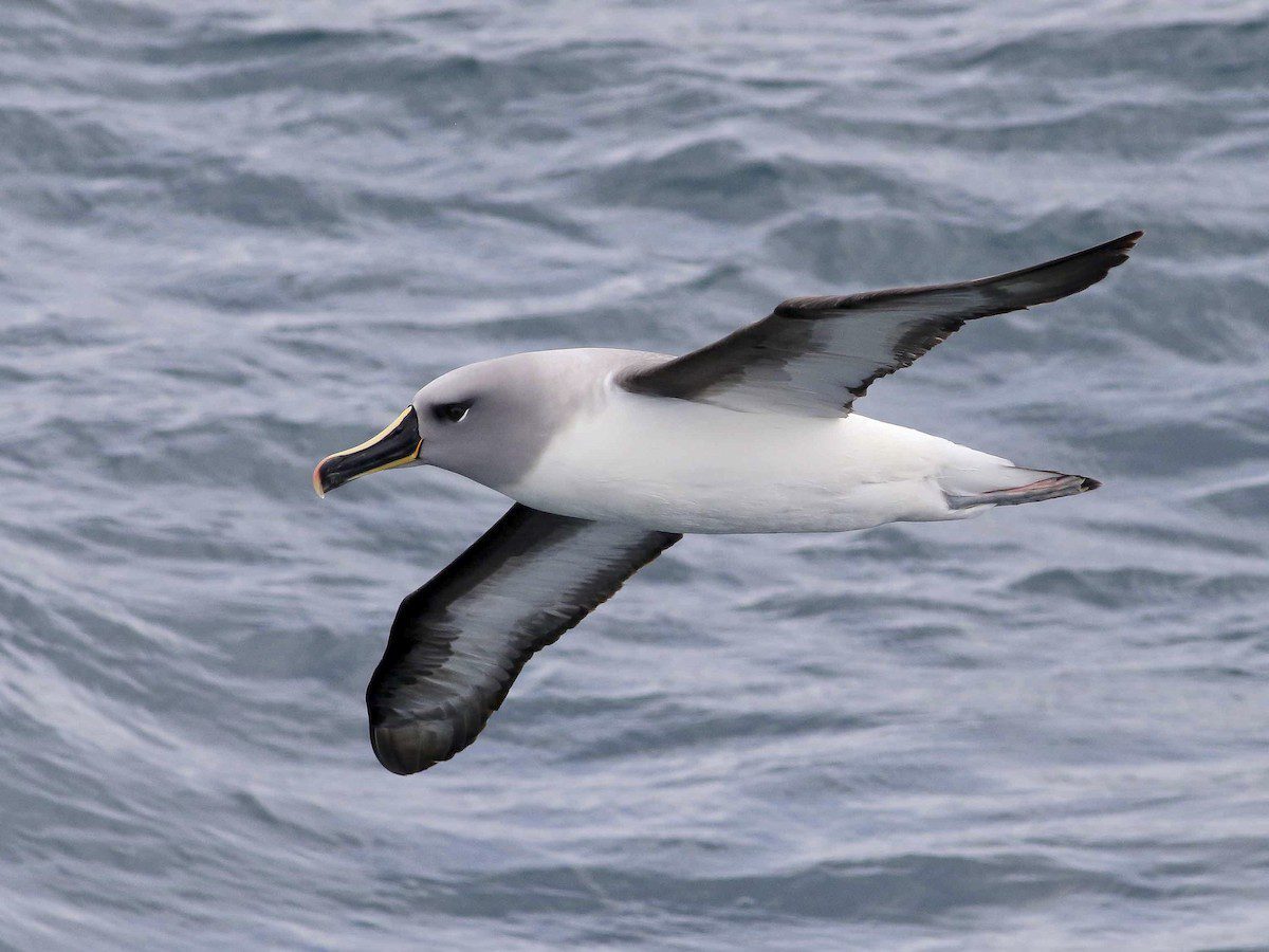 Grey-headed albatross 